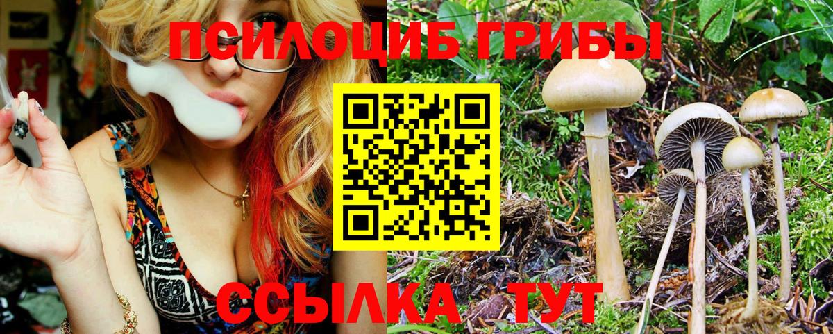 Псилоцибиновые грибы Psilocybine cubensis Тольятти